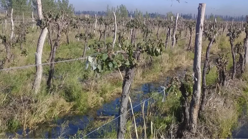 Declaran la emergencia agropecuaria en Mendoza por heladas tardías