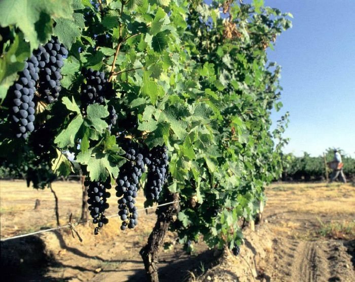 Tras conocerse el pronóstico de cosecha del INV, Mendoza pedirá que no se destine vino para mosto este año