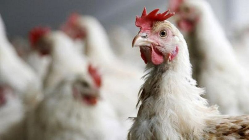 Gripe aviar en el país: cuántos casos se detectaron hasta ahora