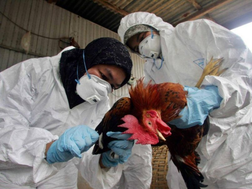 Gripe aviar en el país: cuántos casos se detectaron hasta ahora