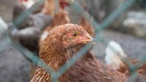 Gripe aviar en humanos: una niña de 11 años murió tras infectarse 