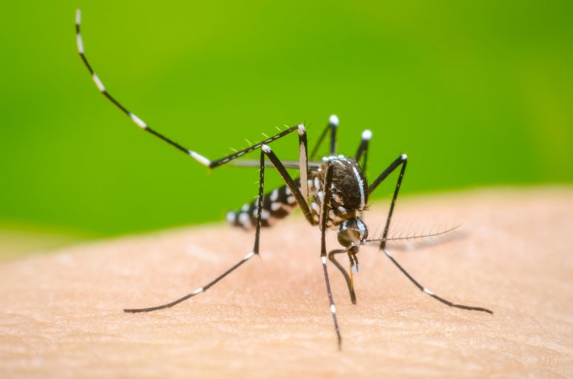 Se confirmó el segundo caso de dengue en Mendoza