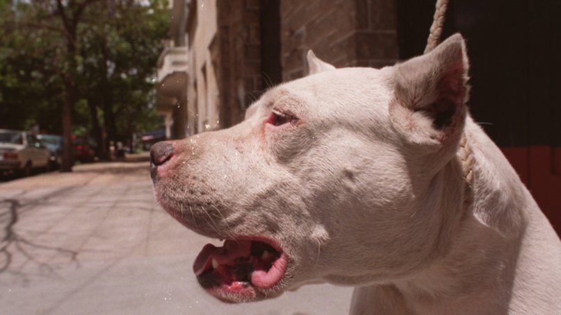 Mendoza: una perra de raza atacó ferozmente a un niño de 6 y le desfiguró el rostro 