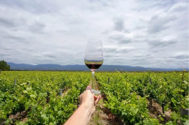 UNCuyo y Bodegas Argentinas se unen para resolver retos vitivinícolas